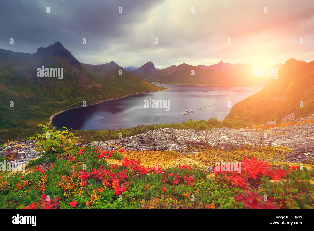 Automne nature. Feuillage coloré sur les collines de montagne. soleil levant illumine fjord. automne paysage norvégien. Banque D'Images