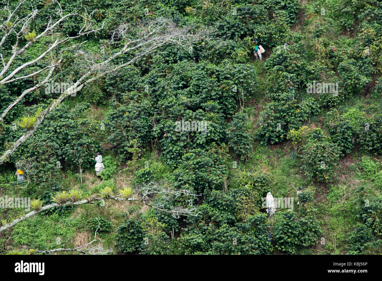 Les cueilleurs de café ou de cafeteros à l'Hacienda Venecia Ferme de café, Manizales, Colombie Banque D'Images Les cueilleurs de café ou de cafeteros à l'Hacienda Venecia Ferme de café, Manizales, Colombie Banque D'Images