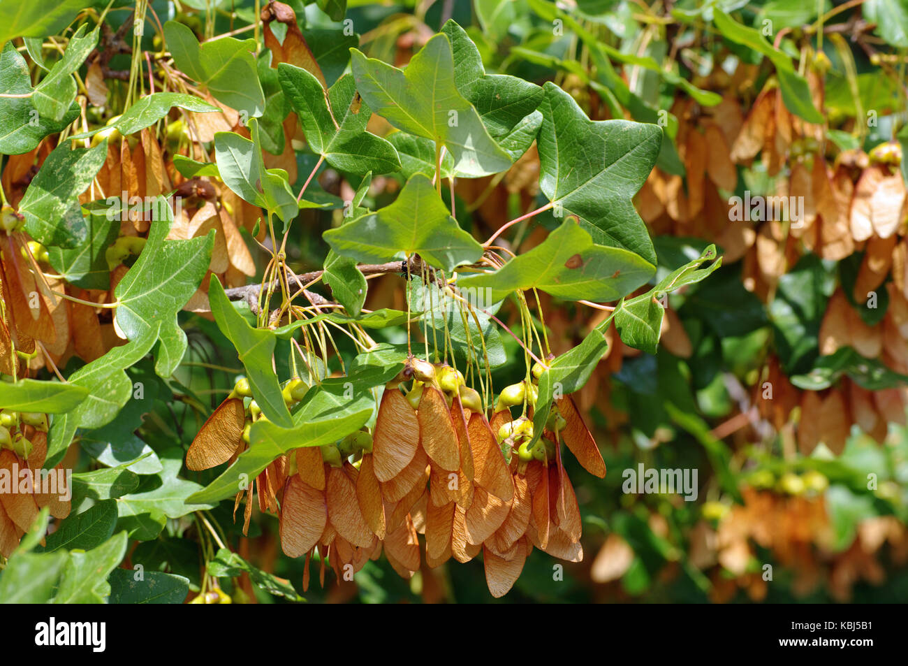 Il s'agit de l'Acer monspessulanum, le Montpelier mapl, famille des Sapindaceae Banque D'Images