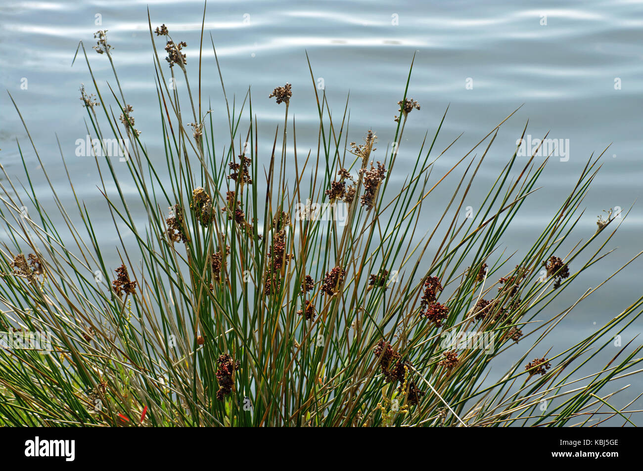 C'est le juncus acutus, la tortue-rush, de la famille des juncaceae Banque D'Images