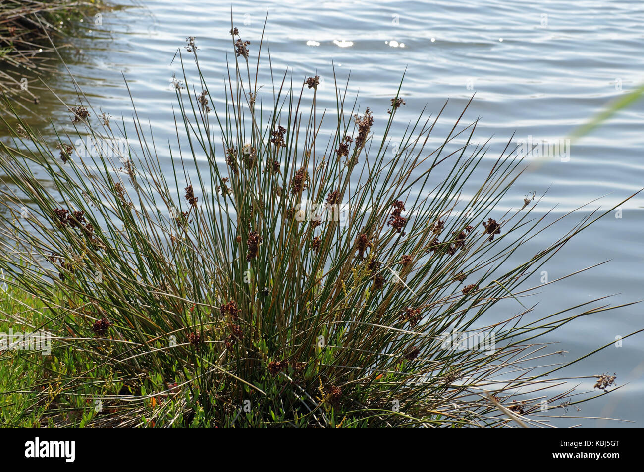 C'est le juncus acutus, la tortue-rush, de la famille des juncaceae Banque D'Images