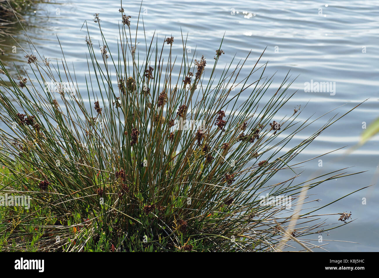 C'est le juncus acutus, la tortue-rush, de la famille des juncaceae Banque D'Images