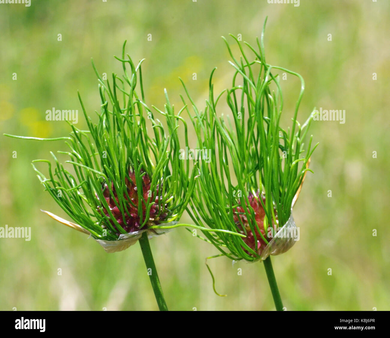 C'est l'Allium vineale fleurs sauvages, l'ail sauvage ou ail-corbeau, de la famille des amaryllidacées Banque D'Images