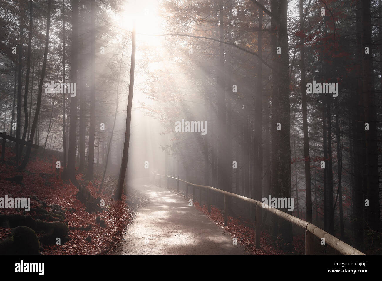 Route sans fin traversant une forêt sombre, dans les couleurs de l'automne, enveloppé par la brume et éclairé par les rayons du soleil, à Fussen, Allemagne. Banque D'Images