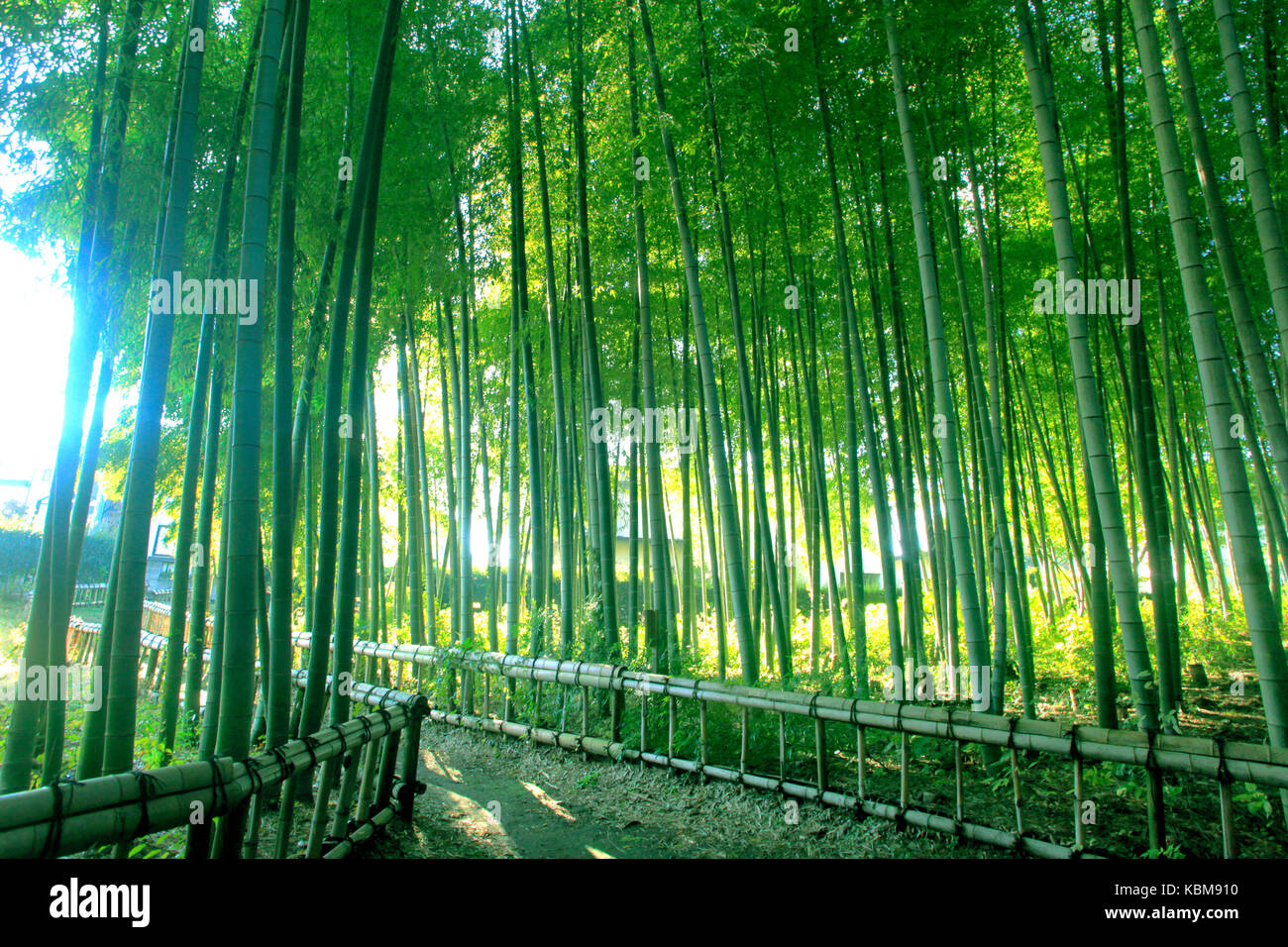 Forêt de bambou dans le parc de l'ouest ville higashikurume Tokyo Japon Banque D'Images