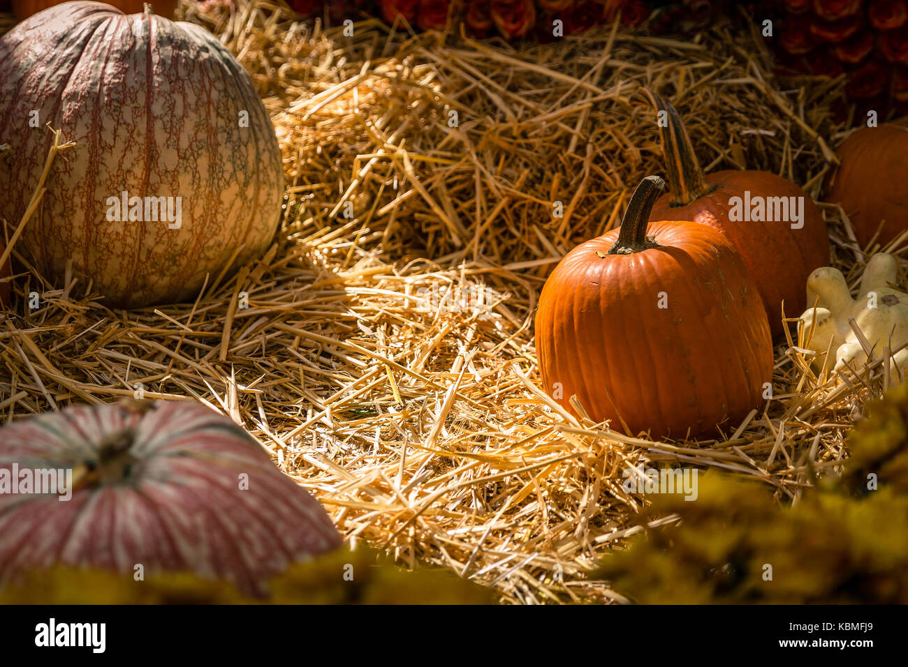 Citrouilles de moisson d'Halloween Banque D'Images