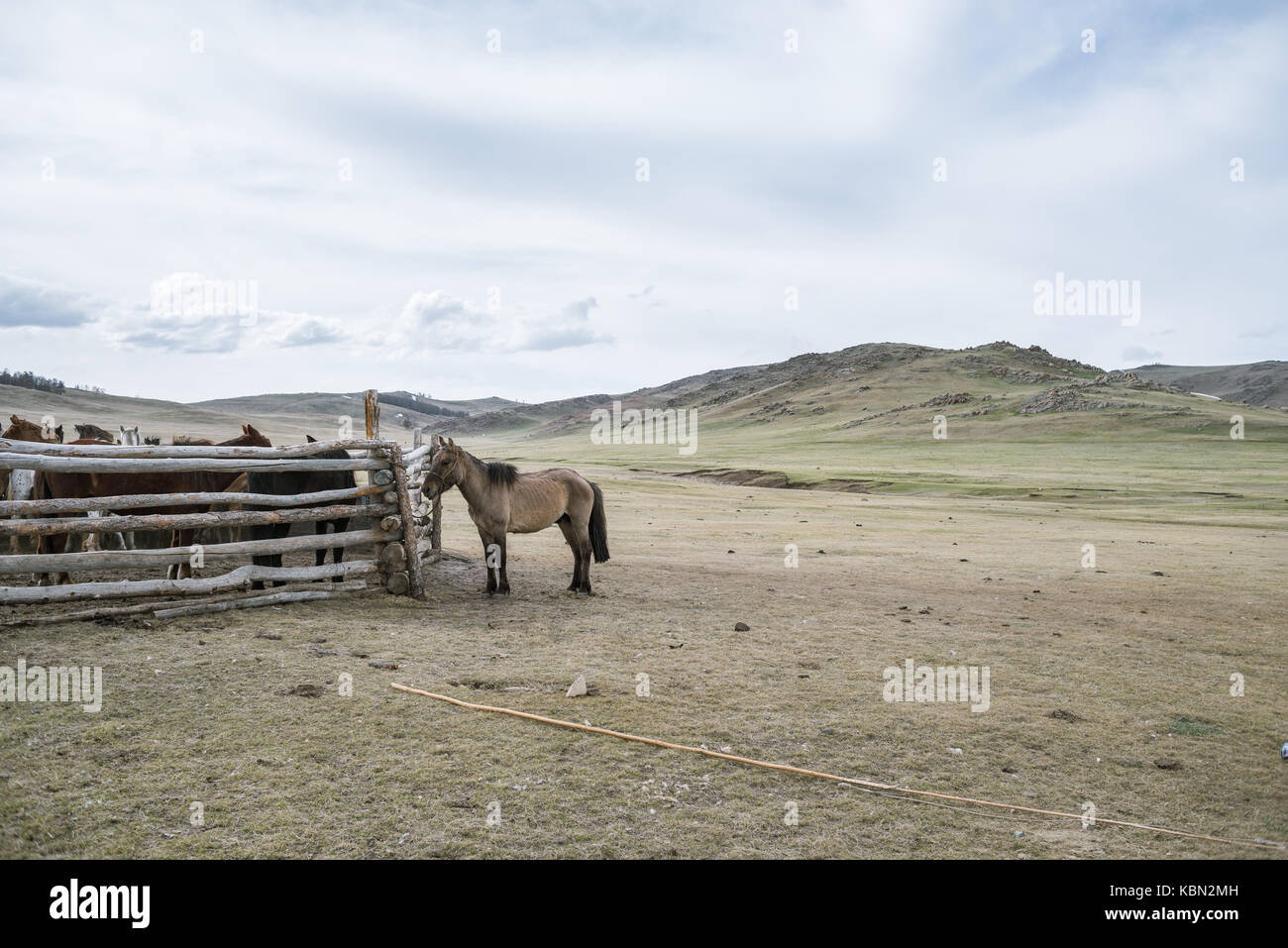 Âne fatigué près de corral avec les chevaux dans la prairie Banque D'Images