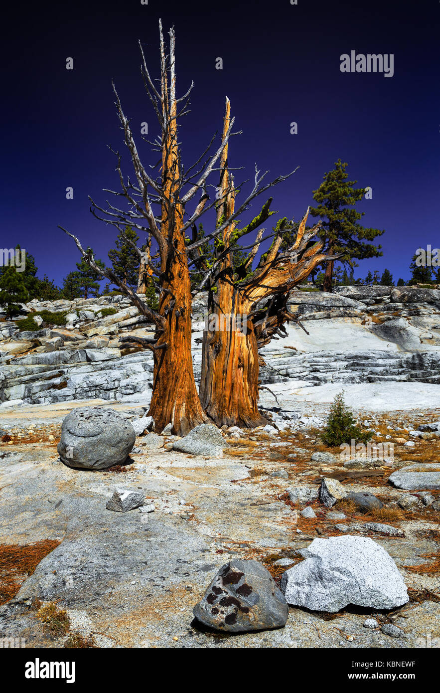 Arbre inhabituel et rochers Parc national de Yosemite Banque D'Images