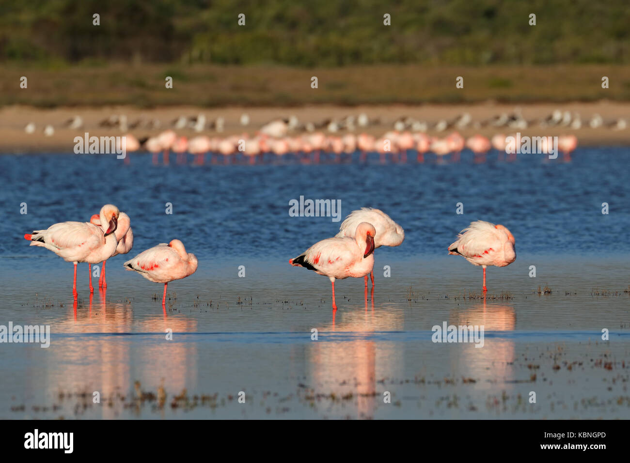 Plus de flamants roses (phoenicopterus roseus) dans les eaux peu profondes, afrique du sud Banque D'Images