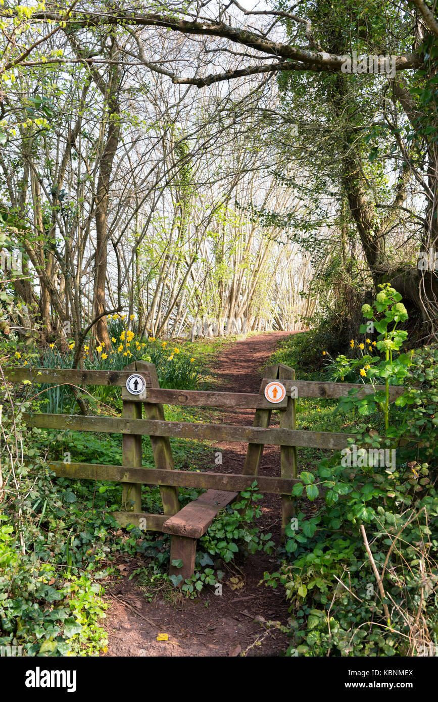 Style en bois sur le south west coast path à maidencombe, Torquay, Devon avec signes marche circulaire et au printemps les jonquilles en fleurs Banque D'Images