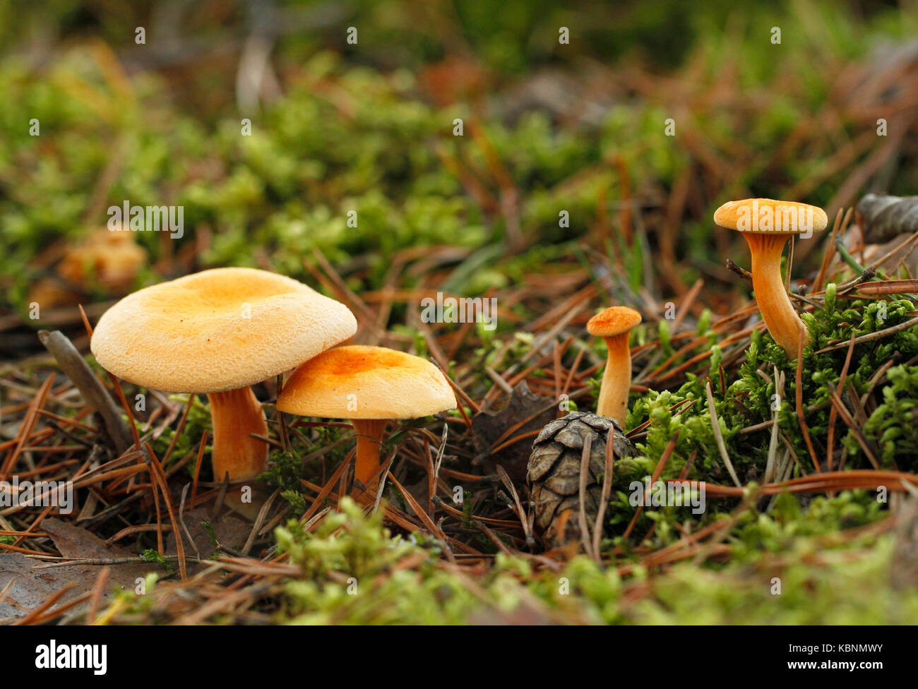 Valevahvero, Hygrophoropsis aurantiaca, sekoitetaan usein keltavahveroon eli kantarelliin. Sikeä ja mauton valevahvero sur syötävä, mutta sopii paremmm Banque D'Images