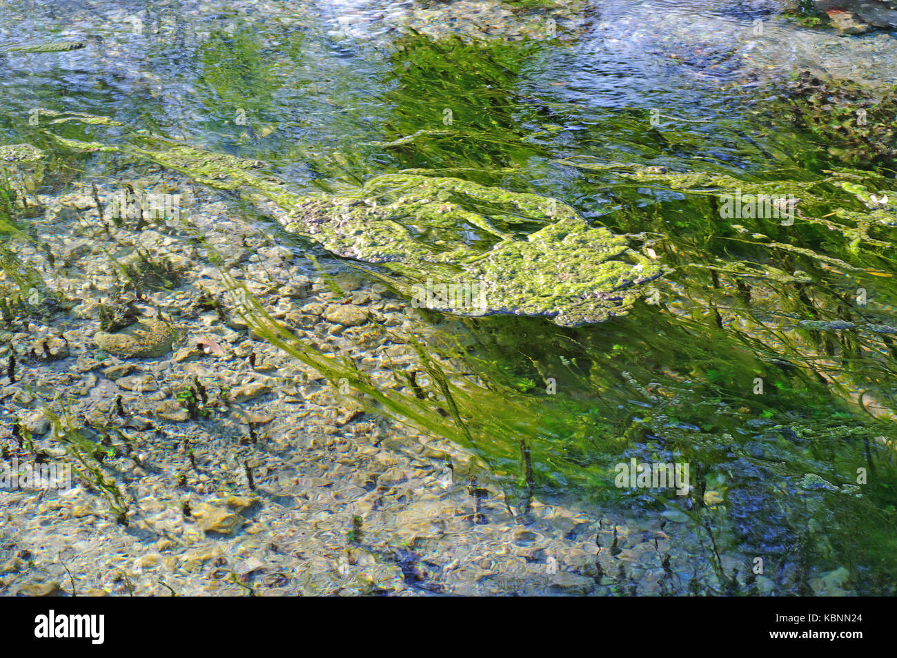 Ilamentous d'algues bleues dans l'eau vive d'un ressort Photo Stock - Alamy
