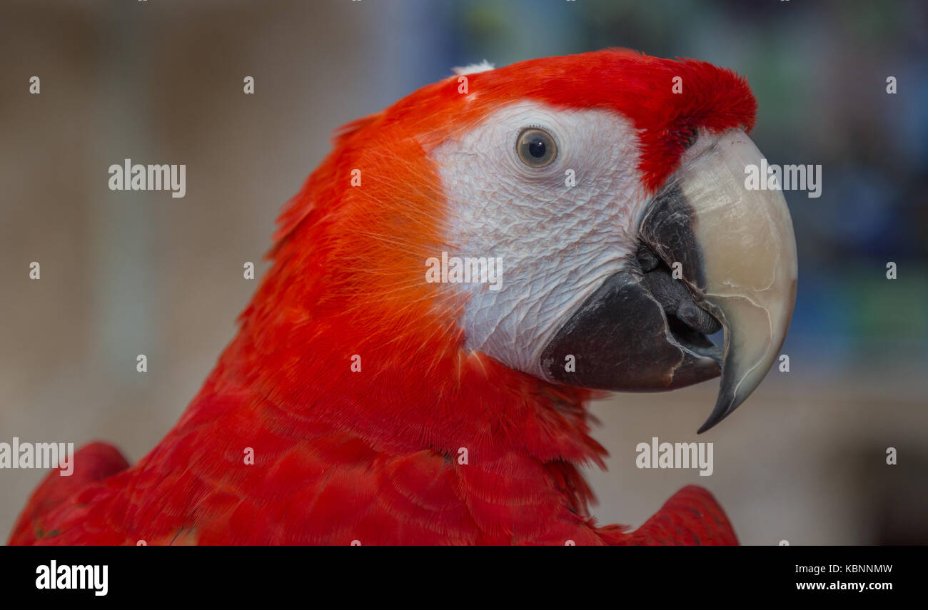 Macaw Parrot tête portrait isolé avec arrière-plan flou Banque D'Images