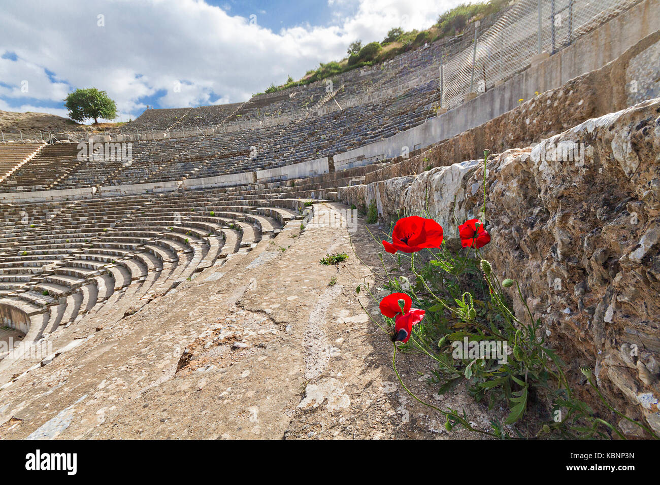 Amphithéâtre dans les ruines romaines d'Éphèse avec coquelicots rouge au premier plan. Banque D'Images