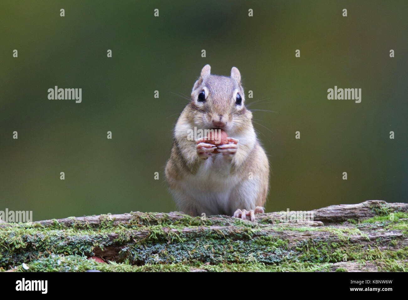 Le tamia rayé assis sur un journal moussue à l'automne de manger une noix Banque D'Images