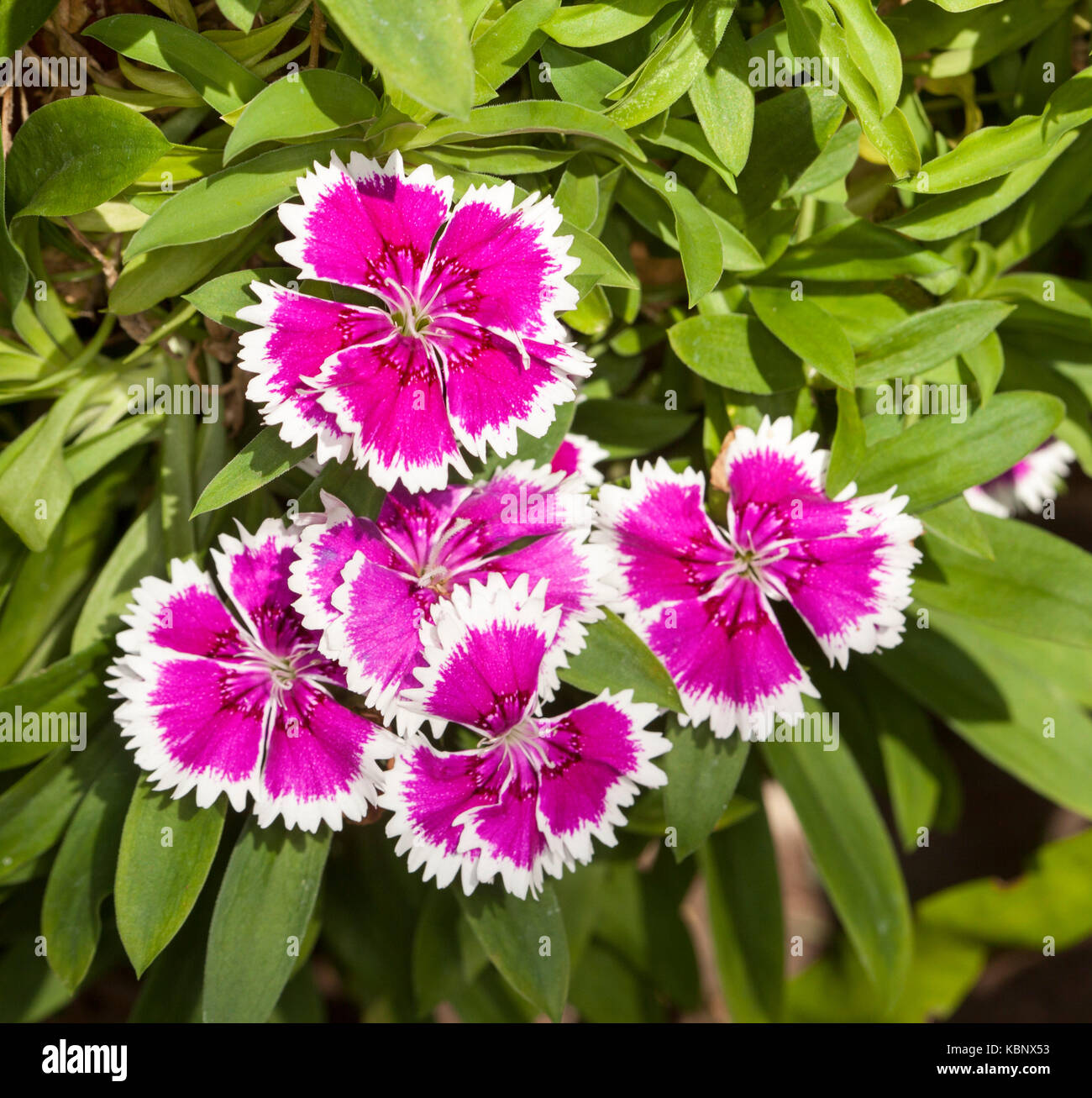 Grappe de fleurs Magenta et blanc de Dianthus barbatus Banque D'Images