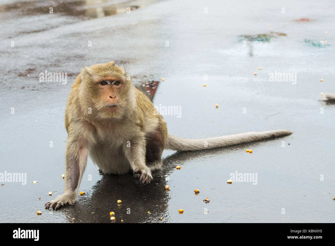 Un singe macaque attendant d'être nourris plus semences de maïs, de touristes sur un jour de pluie à Phnom Penh, Cambodge, Asie du Sud Est, Chine Indo Banque D'Images