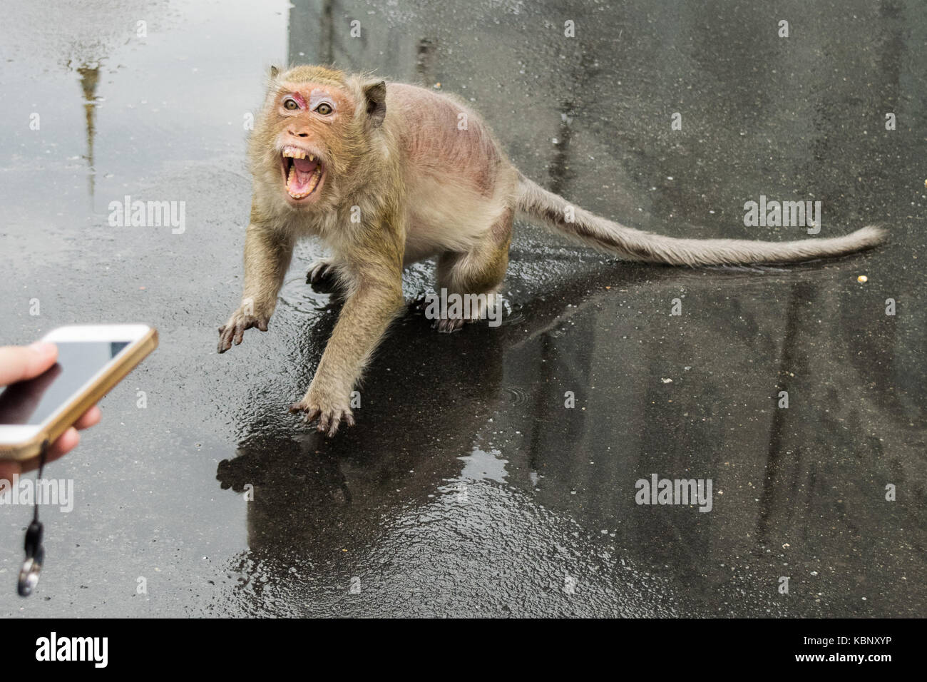 Un singe macaque, souffrant d'une perte, d'attaques contre un touriste qui est trop faible pour prendre une photo. Ses dents sont montrant, et posent un risque de la rage, de l'Asie Banque D'Images