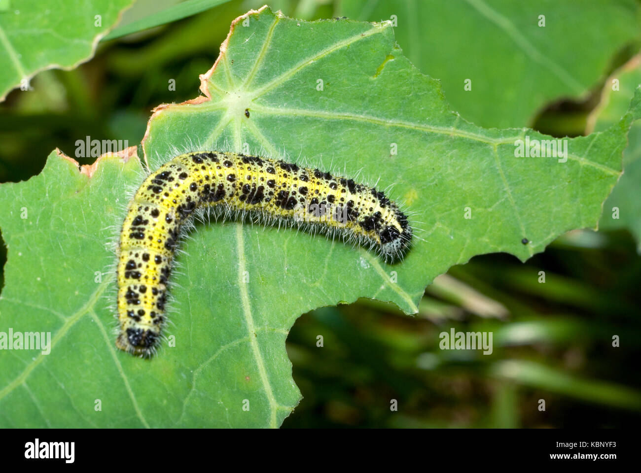 Caterpillar blanc chou Banque D'Images