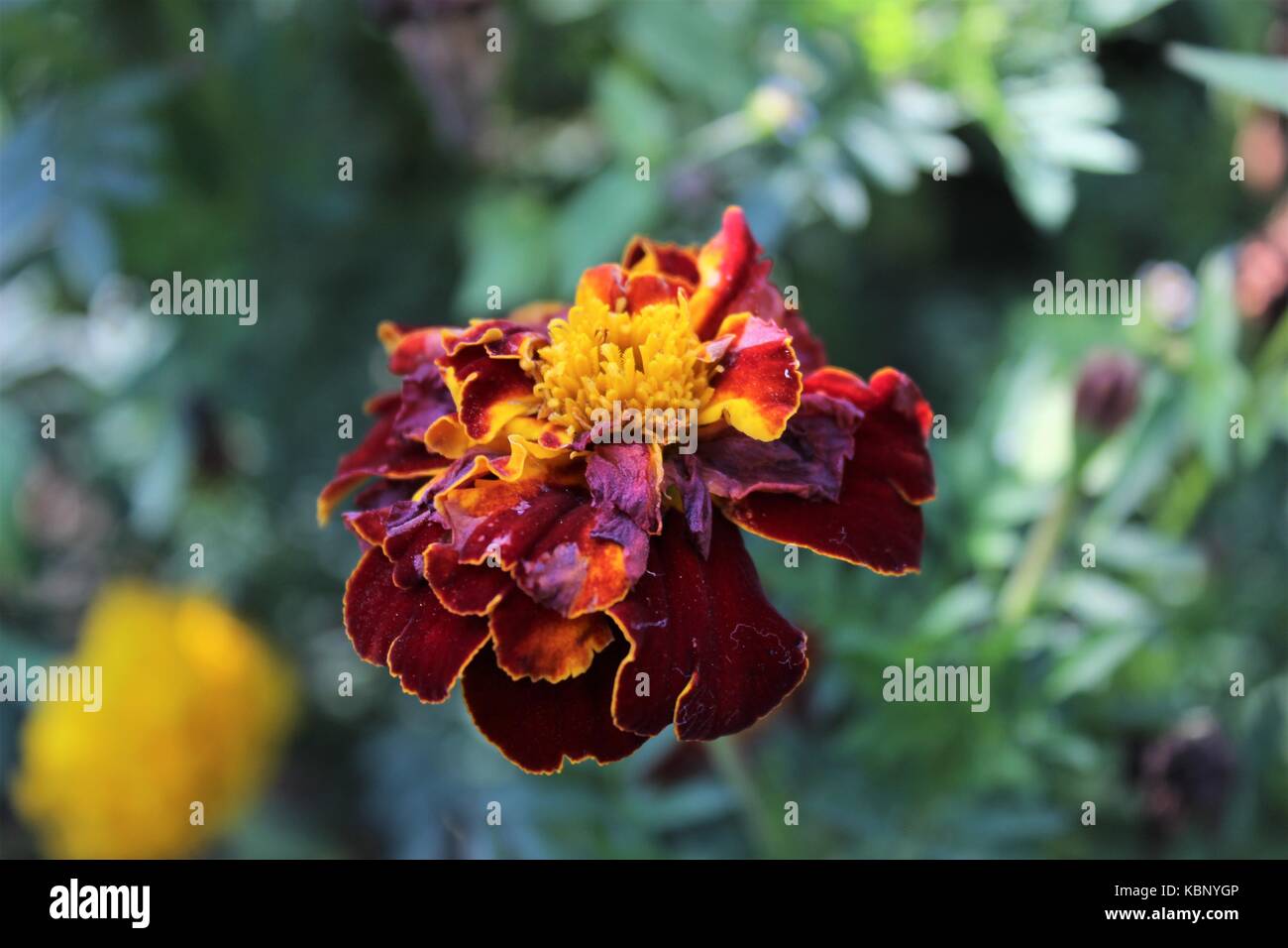 L'un rouge fleurs de souci - durango Banque D'Images