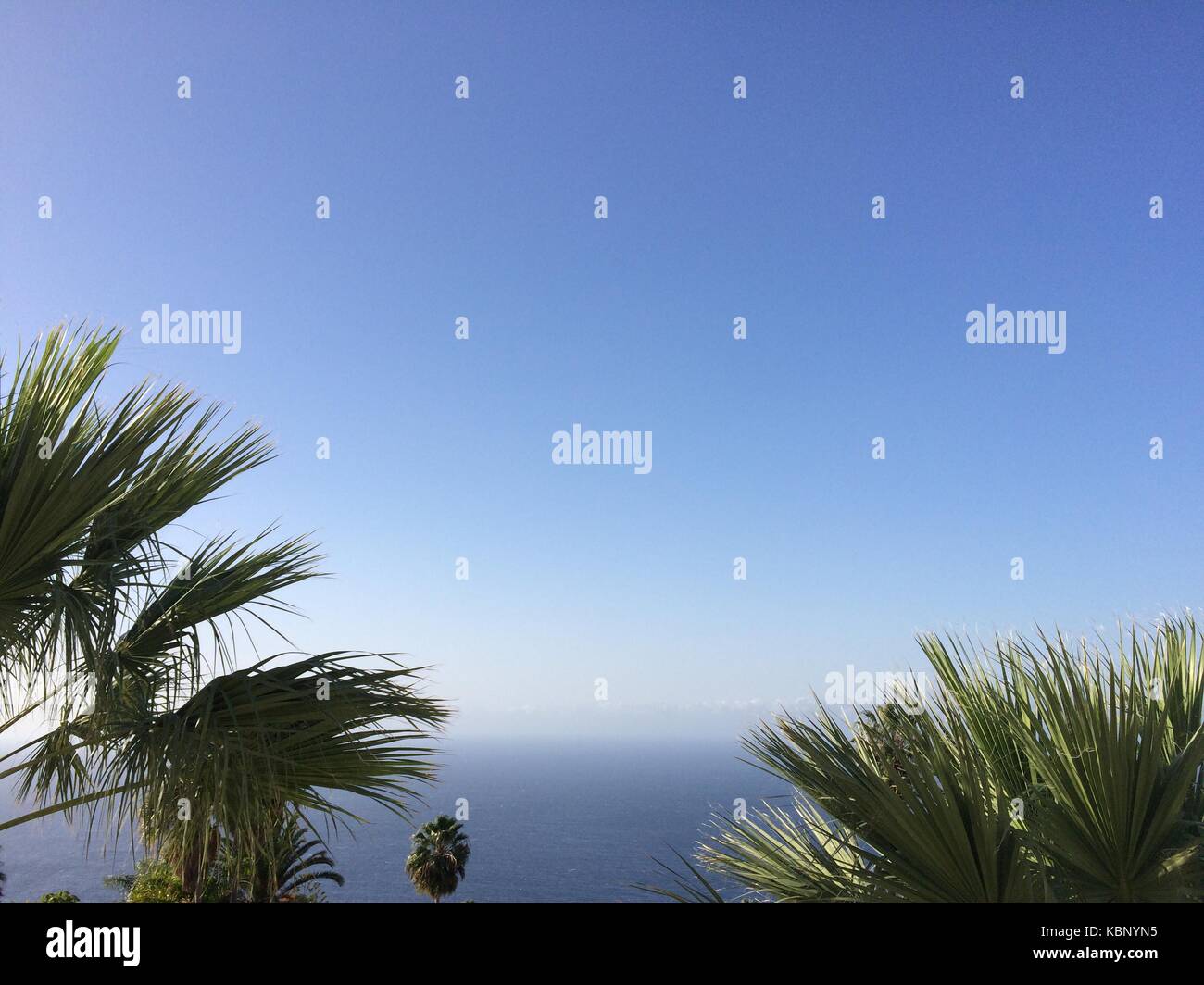 Océan, palmiers et ciel bleu - Fond d'été Banque D'Images