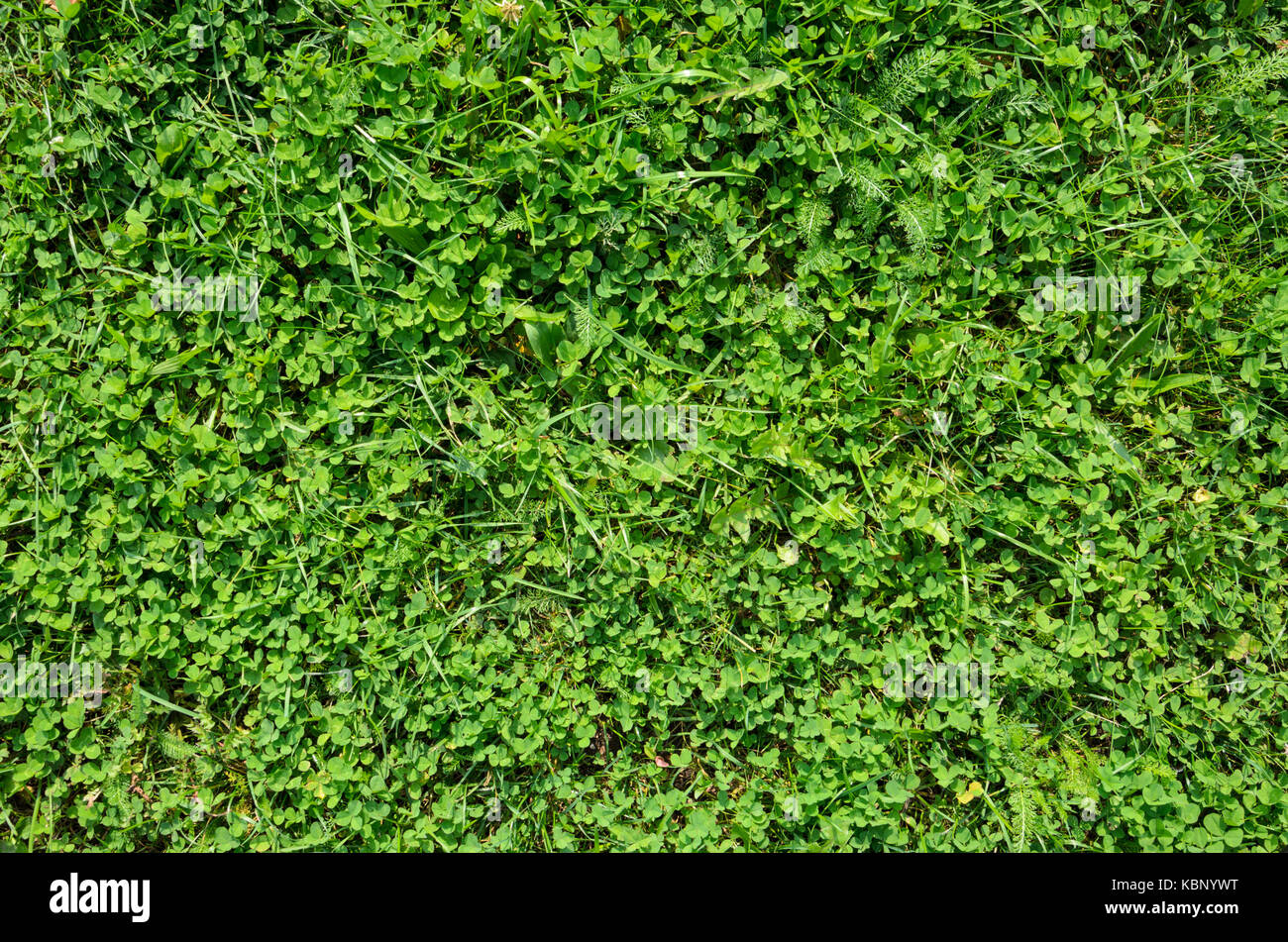 Texture d'une pelouse de trèfle. arrière-plan d'une texture trèfle vert Banque D'Images