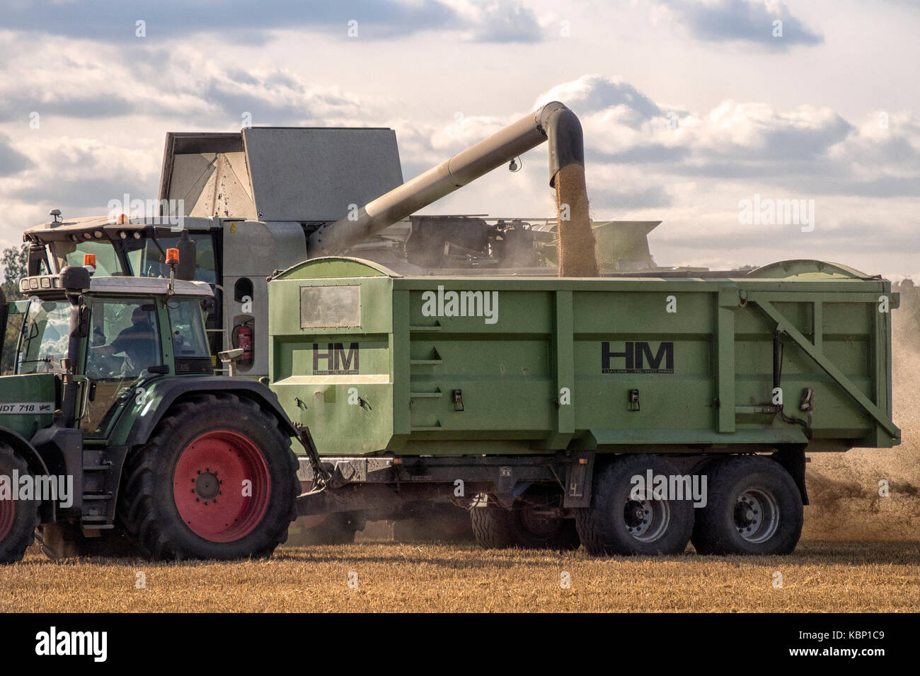 ROCHFORD, ESSEX, Royaume-Uni : moissonneuse-batteuse transférant le grain récolté dans la remorque du tracteur dans les champs ruraux d'Essex Banque D'Images