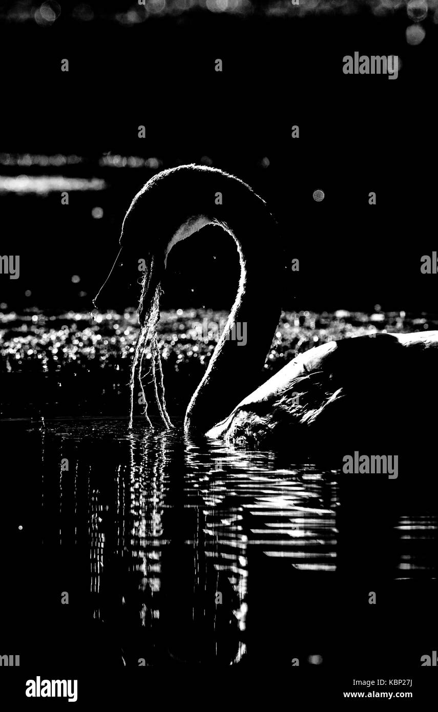 Plan d'un jeune cygne muet cygnet se nourrir pondweed ou d'autres plantes aquatiques. Banque D'Images