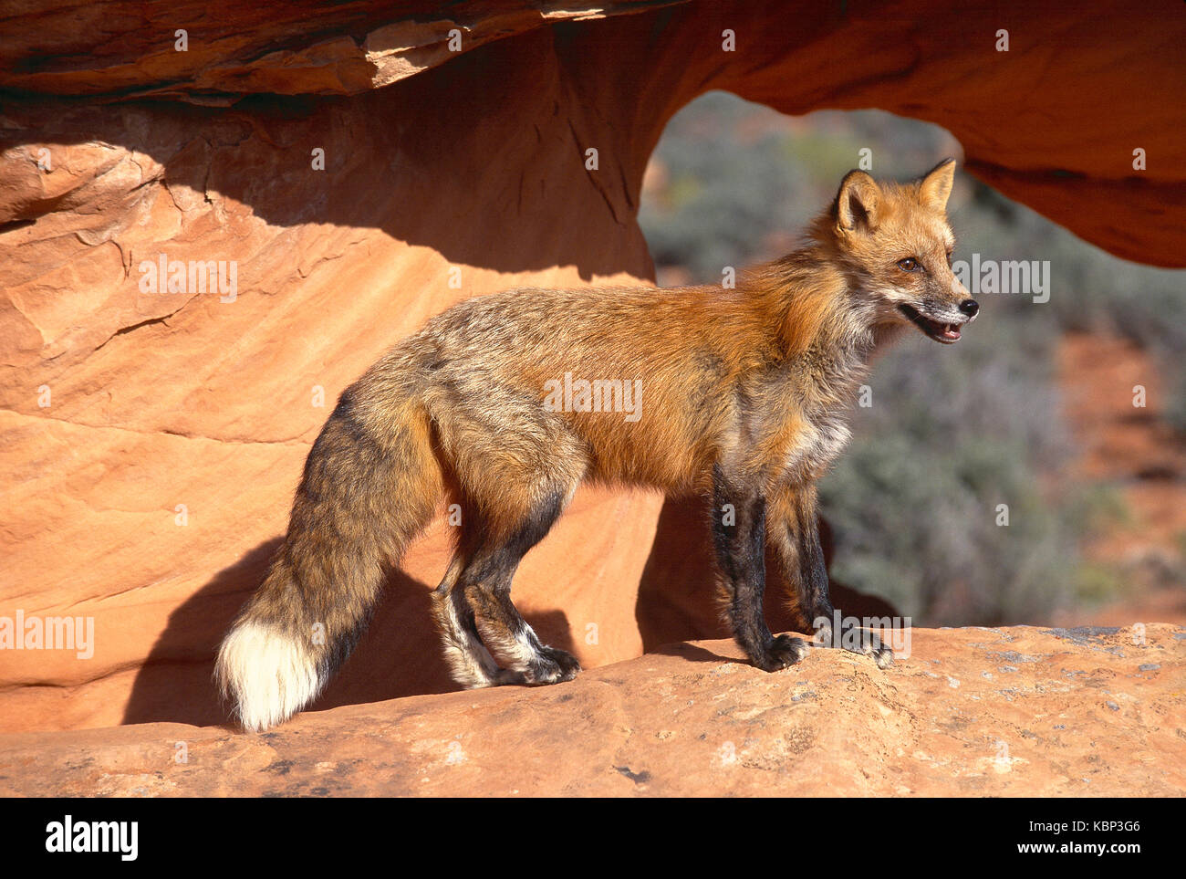 USA. L'Utah. La faune. Red Fox. Banque D'Images