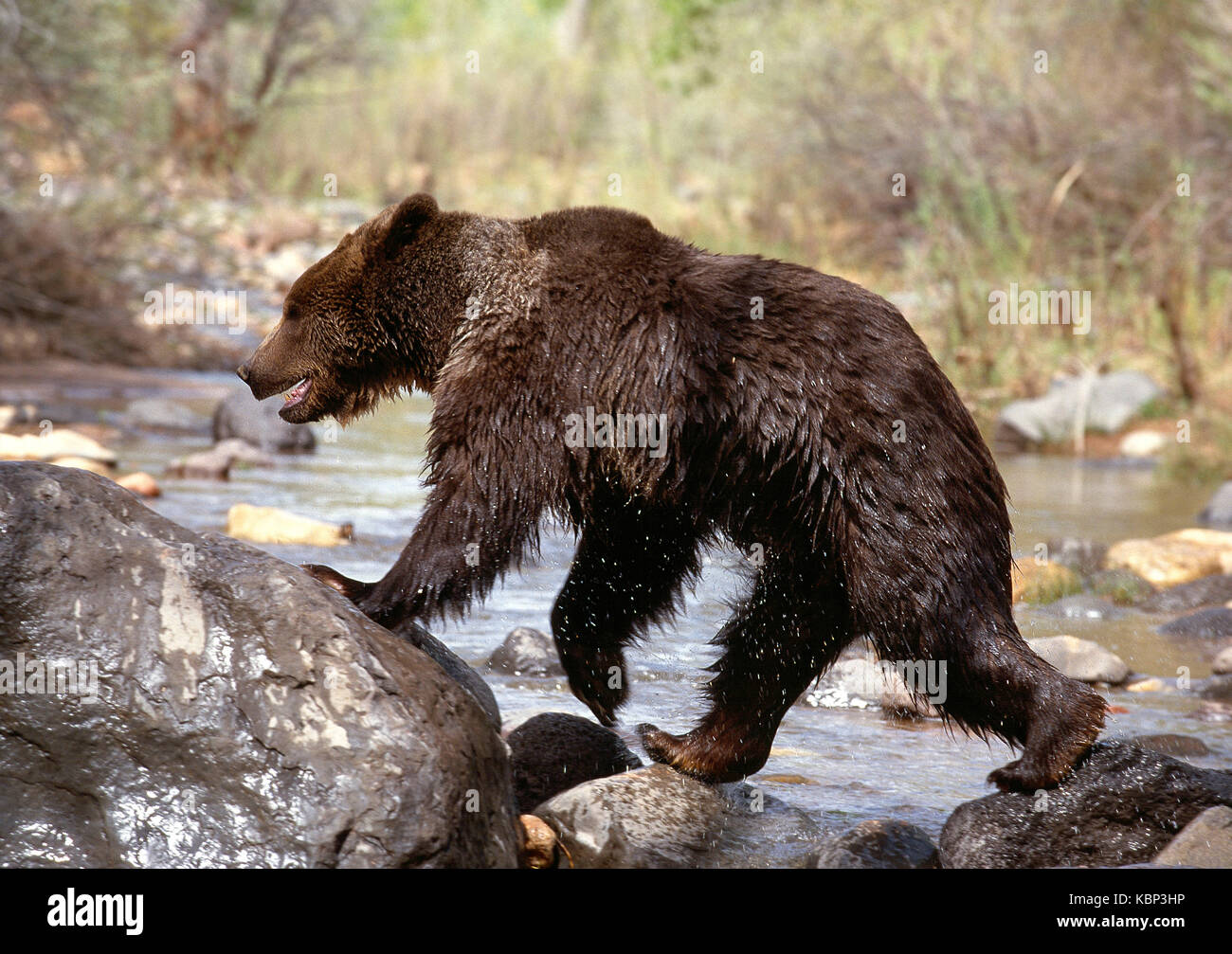 USA. L'Utah. La faune. Ours grizzly traversant une rivière. Banque D'Images