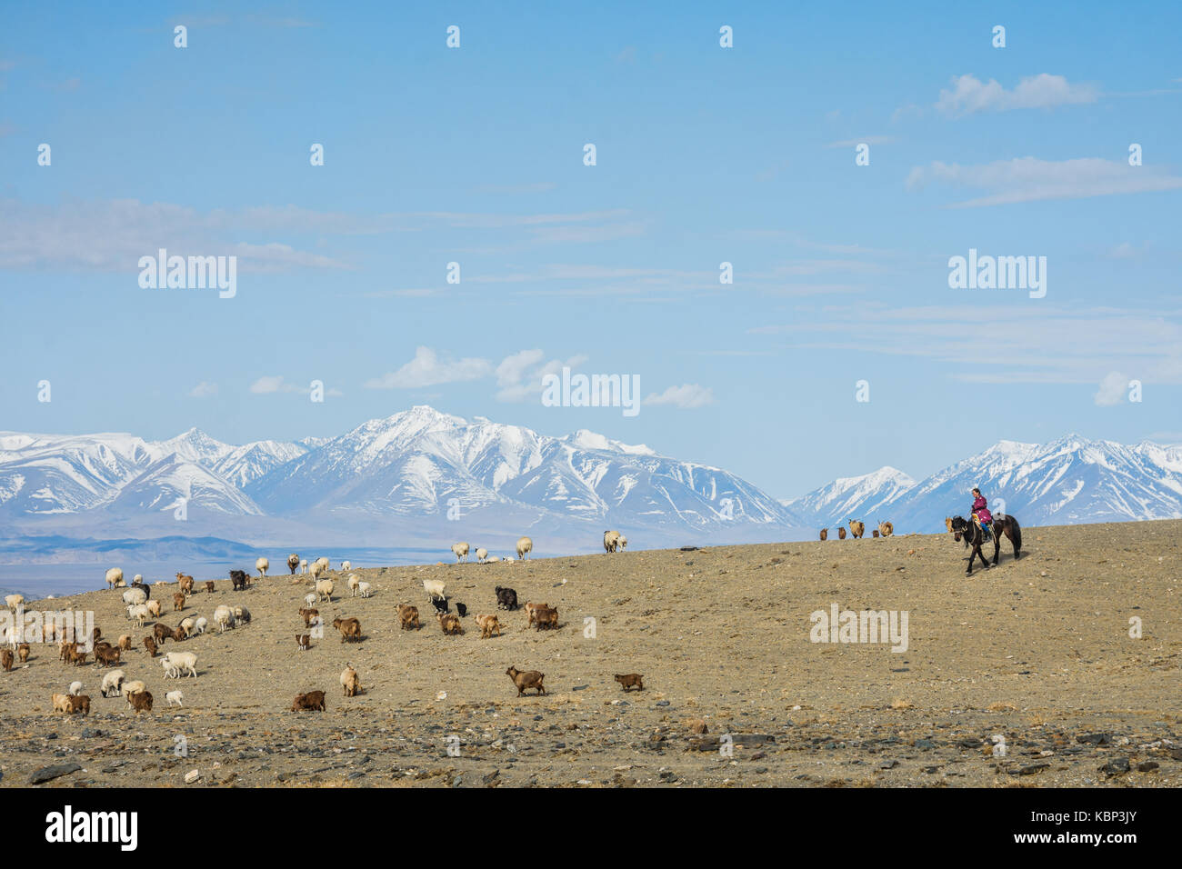Bergère asiatique sur l'élevage troupeau de moutons dans la prairie à sunny day Banque D'Images