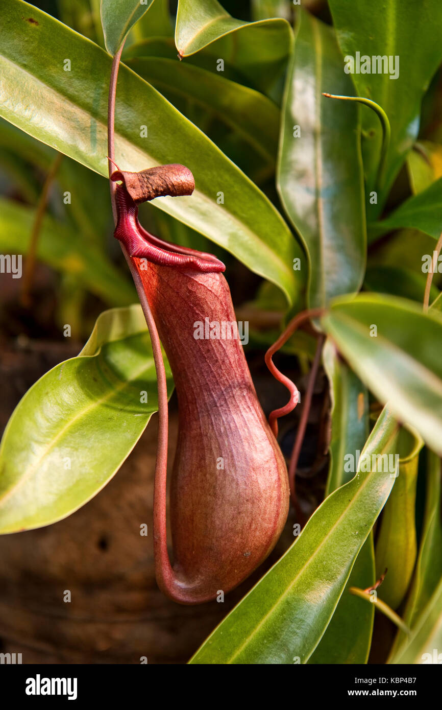 Gros plan sur une sarracénie Banque D'Images