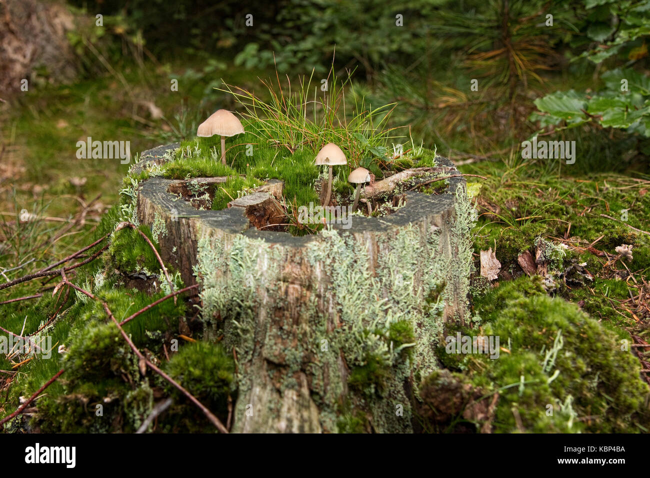 Champignon sur une vieille souche d'arbre Banque D'Images