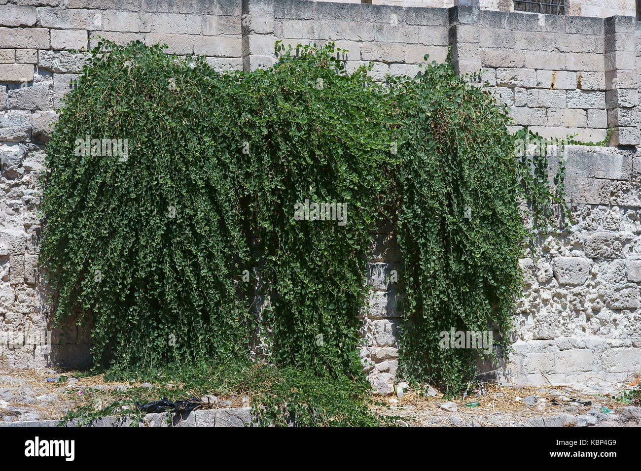Usine de câpres sur ancienne forteresse wall à Monopoli, Pouilles - Italie du sud Banque D'Images