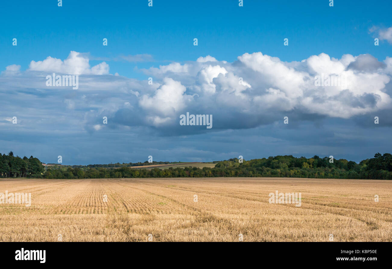 Vue sur la campagne du grain récolté sur le terrain journée ensoleillée d'automne avec ciel bleu et nuages blancs gonflés, Gilmerton, East Lothian, Scotland, UK Banque D'Images