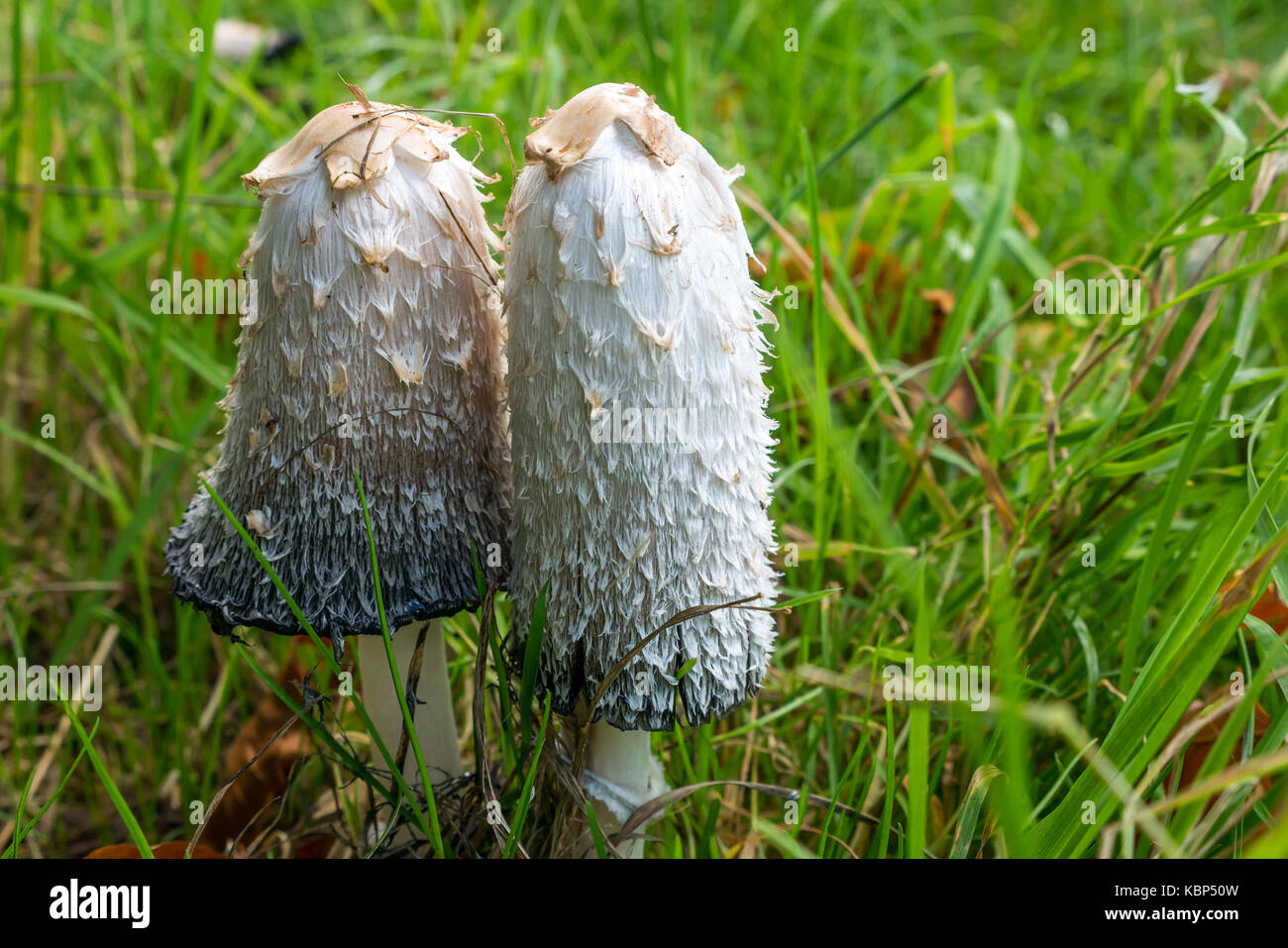 Close up de Coprinus comatus, shaggy cap d'encre, avocat, la perruque de crinière hirsute, un champignon commun dans les hautes herbes, East Lothian, Scotland, UK Banque D'Images