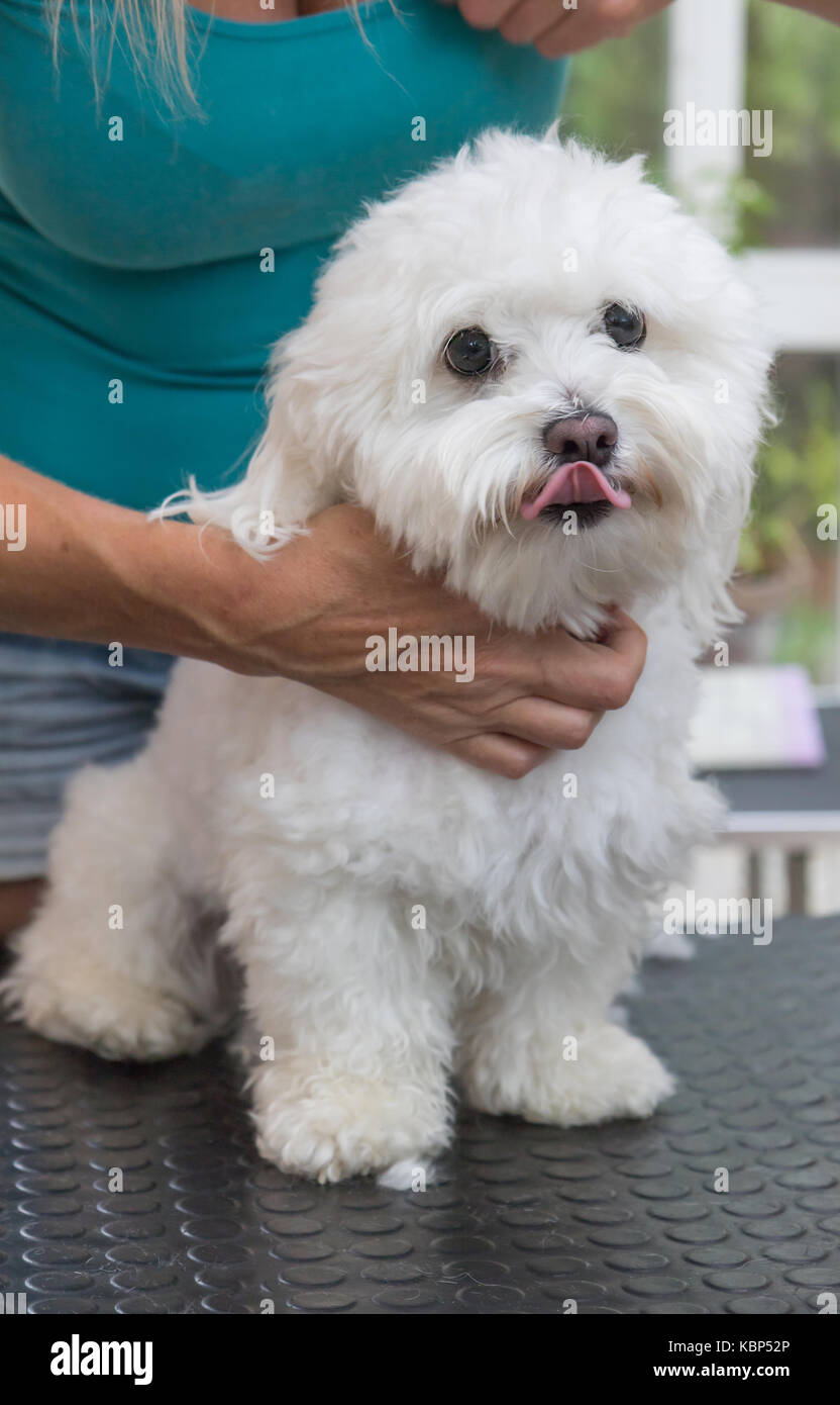 Toiletteur est de frotter le cou de la bolognaise blanc tandis que le chien chien cutely touche le timon à l'appareil photo. verticalement. Banque D'Images