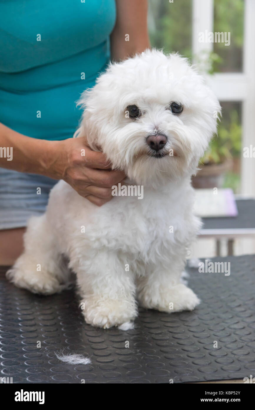 Le mignon petit chien blanc bolognese est prêt pour le toilettage. Le chien est timidement regardant la caméra. verticalement. Banque D'Images
