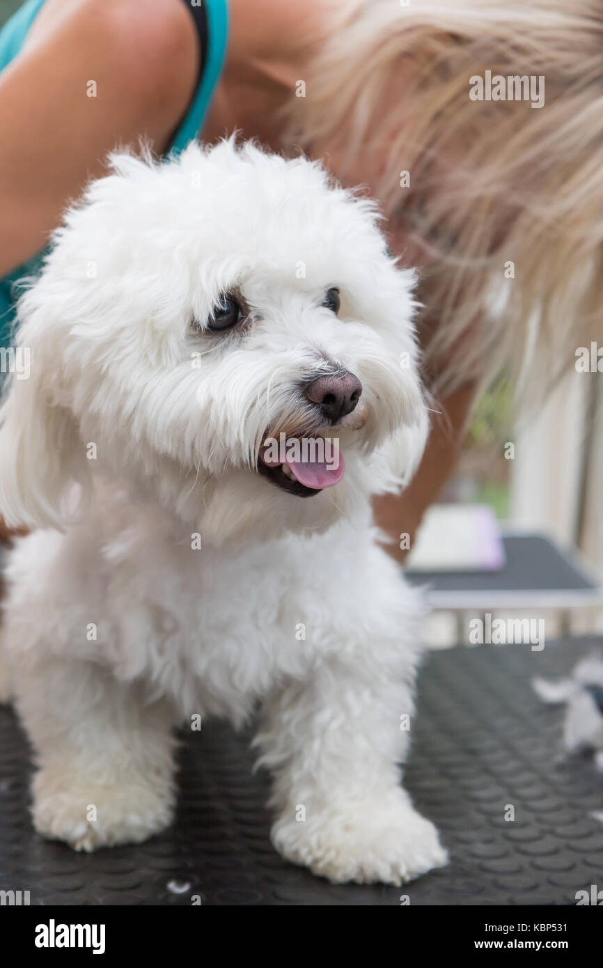 Le toilettage chien bolognaise blanc. Le chien est à la recherche sur le côté cutely touche la langue. verticalement. Banque D'Images
