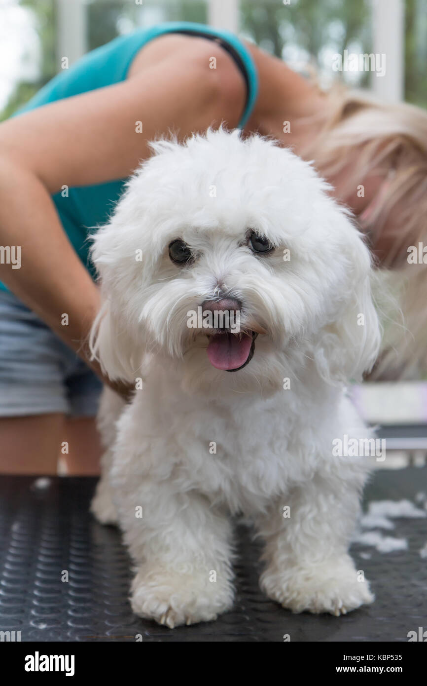 Le toilettage souriant blanc bolognese chien. Le chien est en station debout sur la table de toilettage et est à la recherche de l'appareil photo. verticalement. Banque D'Images