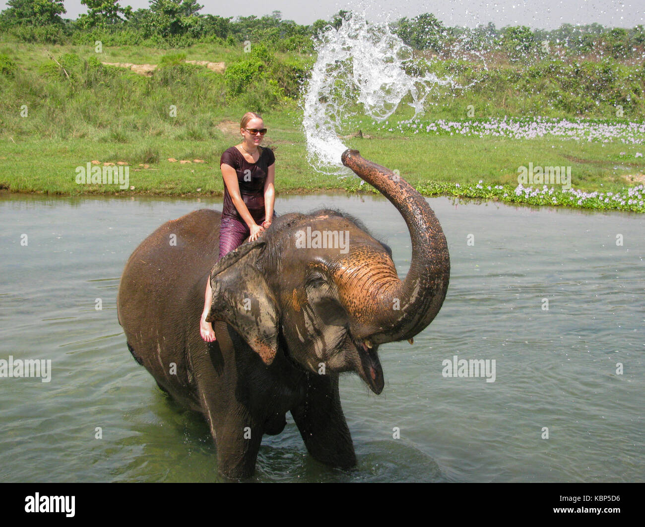 Jeune femme avec un éléphant de baignade Banque D'Images