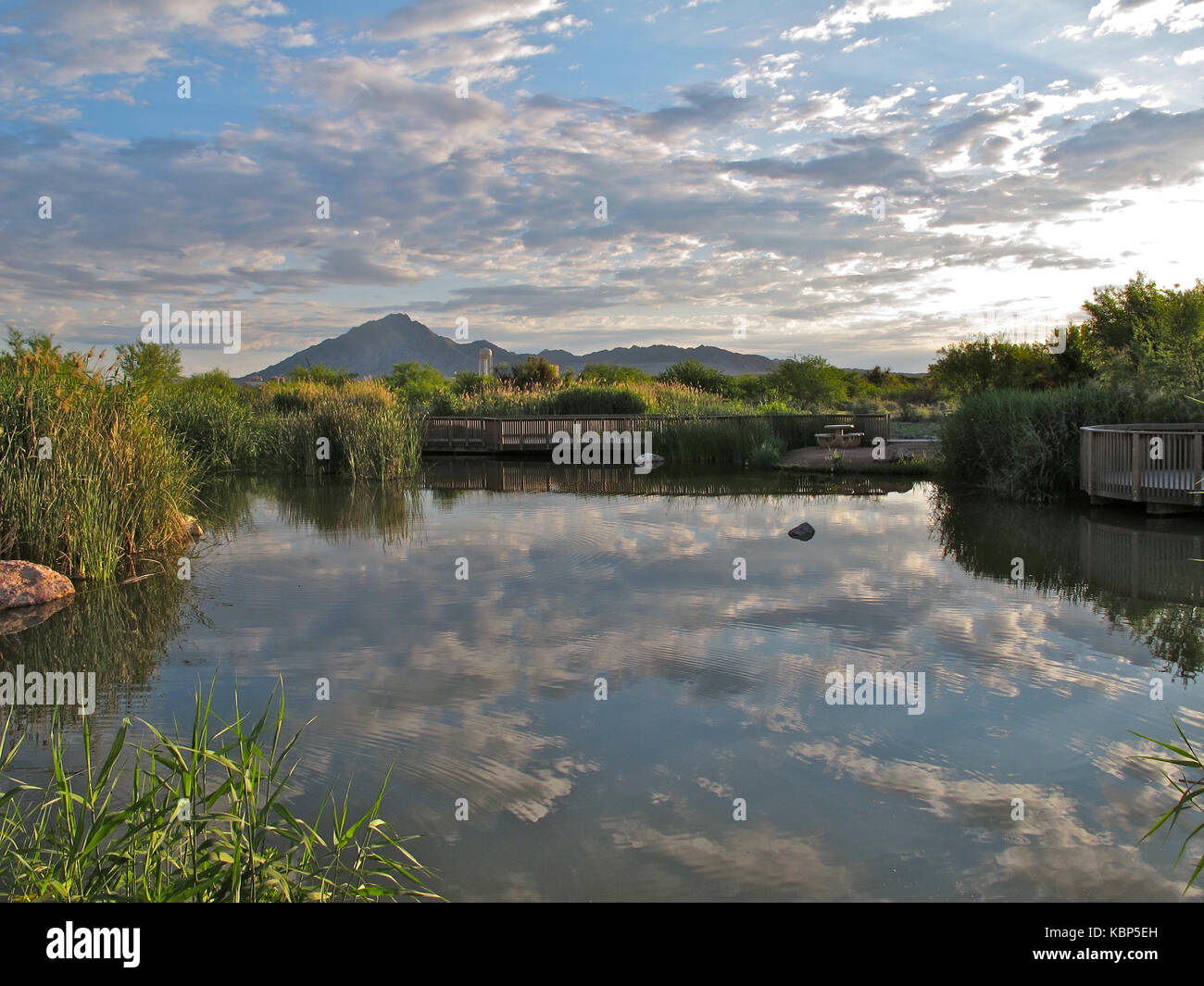 Clark County wetlands park, Las Vegas, Nevada Banque D'Images