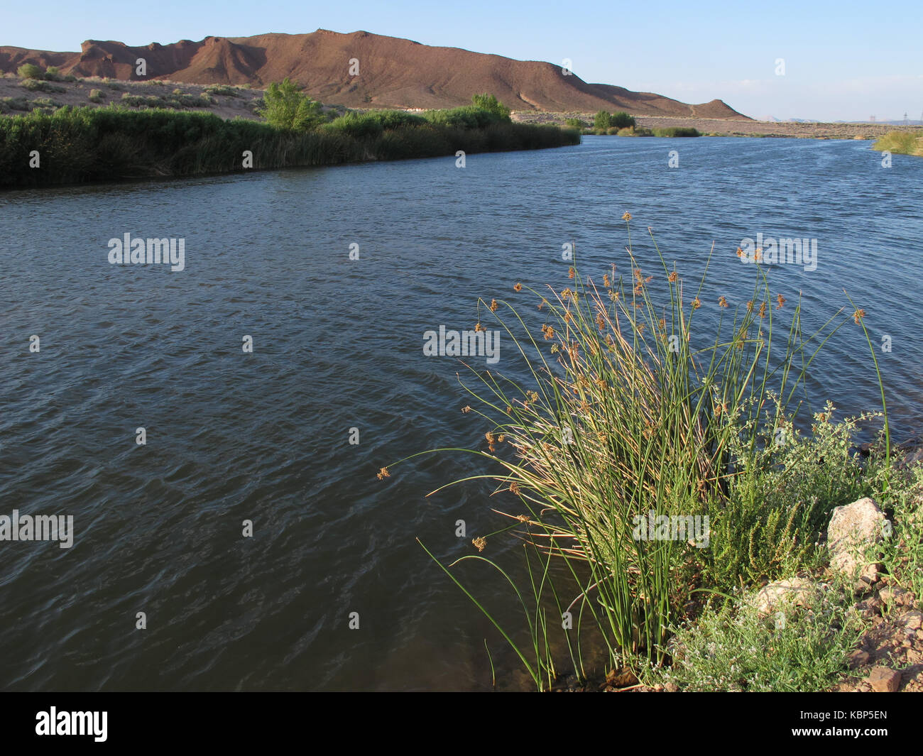 Clark County wetlands park, Las Vegas, Nevada Banque D'Images