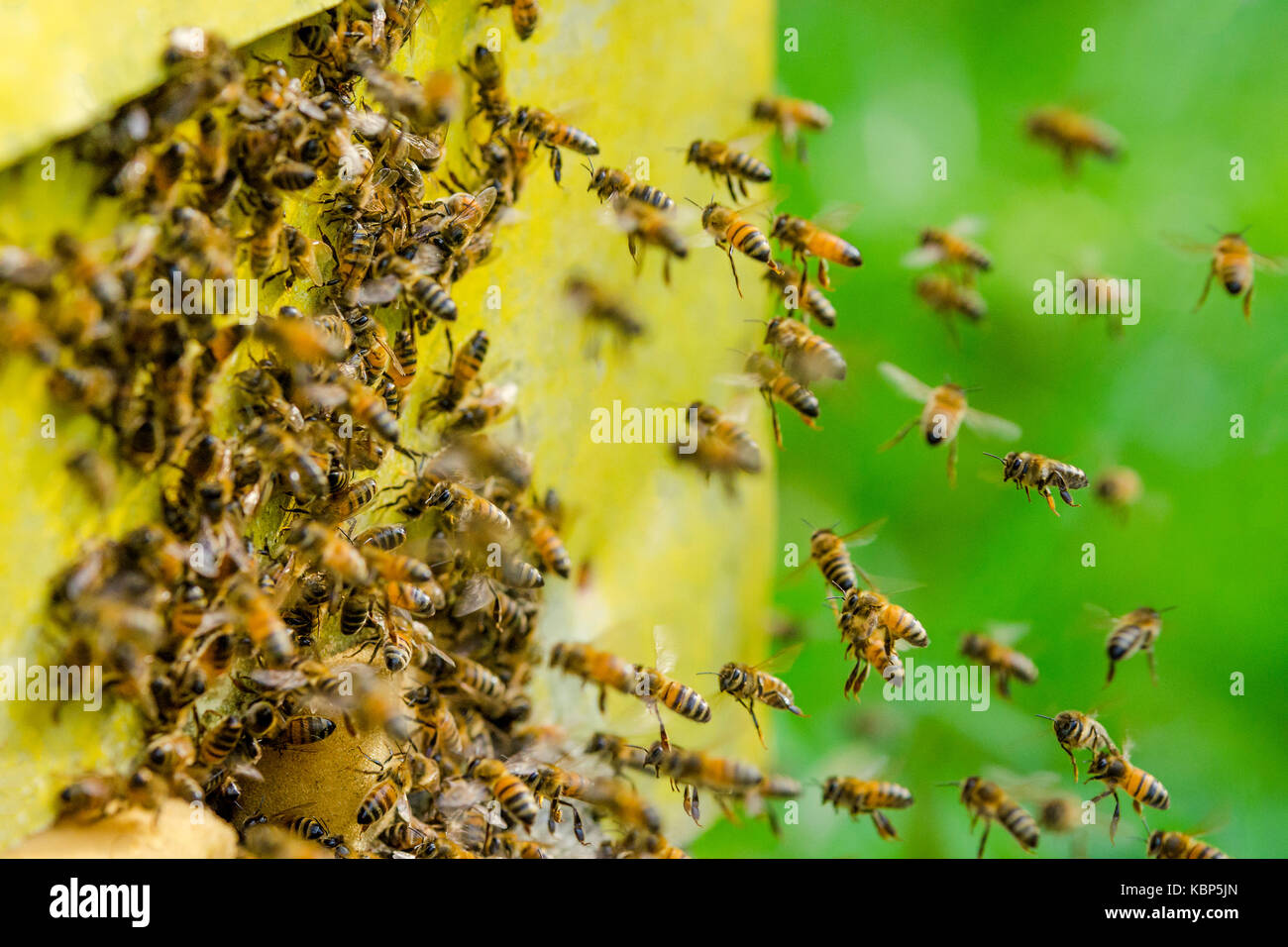 Abeilles entrant dans la ruche Banque de photographies et d’images à haute résolution Alamy
