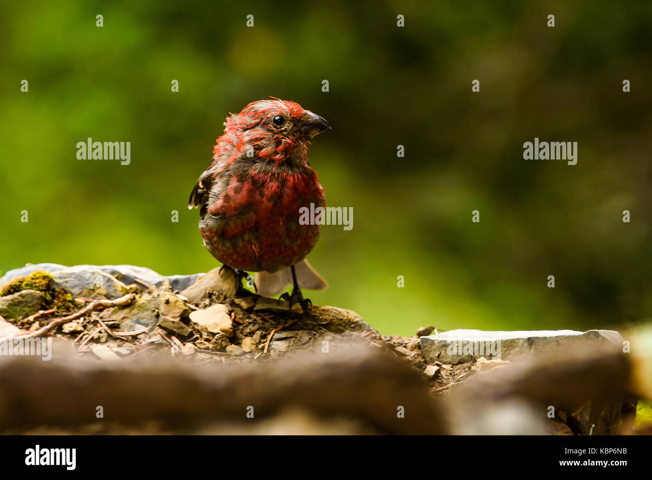 Mâle adulte Roselin familier (haemorhous mexicanus) Banque D'Images