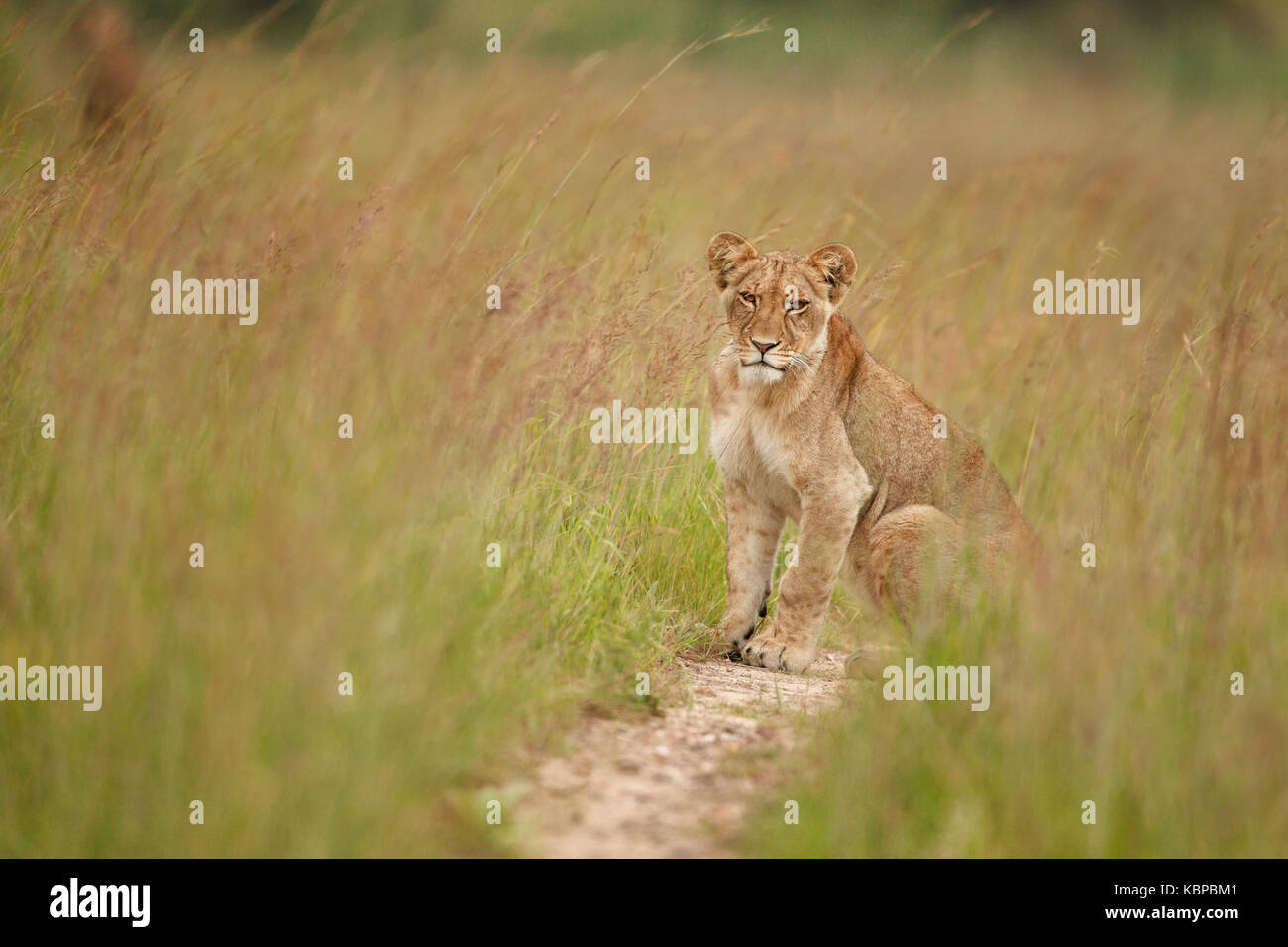 Young African lion assis dans l'herbe verte longue au Zimbabwe Banque D'Images