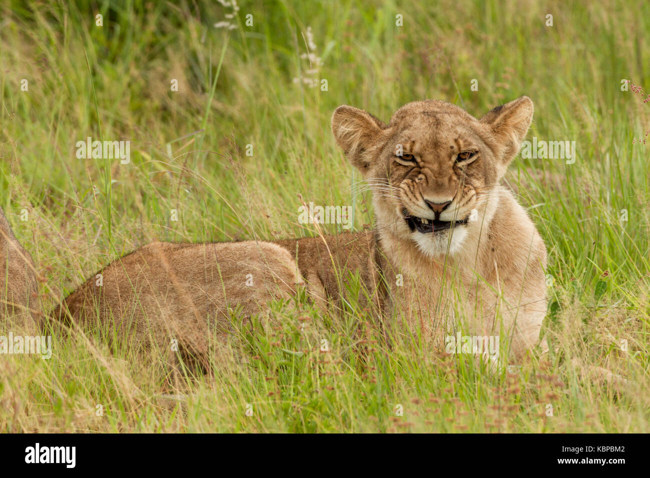 Jeune lion faisant un visage renfrogné et montrant les dents tout en étant allongé dans l'herbe verte au Zimbabwe Banque D'Images