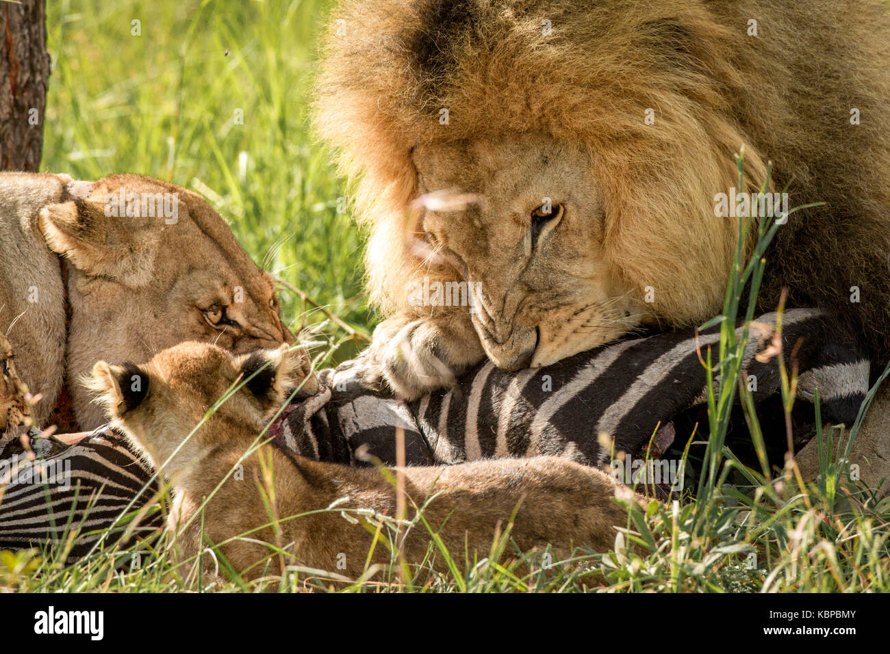 Famille de lions d'Afrique (Panthera leo) sur une carcasse de zèbre mort de manger. Lion mâle avec d'énormes mane posessive plus de tuer Banque D'Images