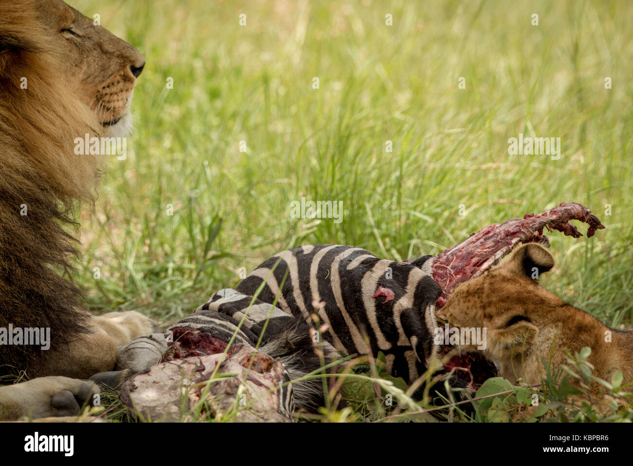 Lion cub de manger et de l'amoncellement d'une carcasse de zèbre avec grand mâle lion couché à côté d'Elle, tenant patte sur carcasse Banque D'Images