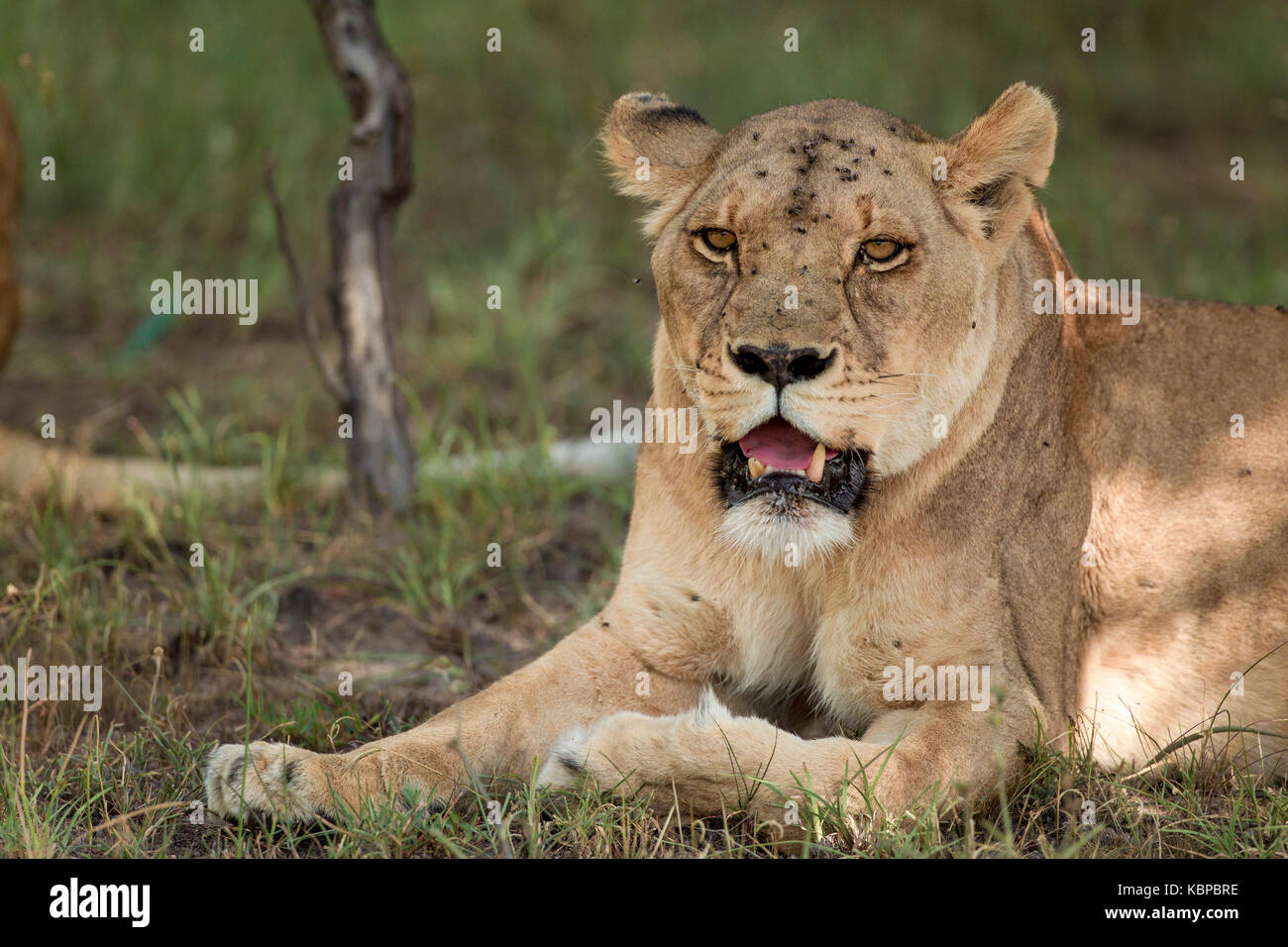 Portrait of African lions (Panthera leo) reposant dans la brousse Banque D'Images